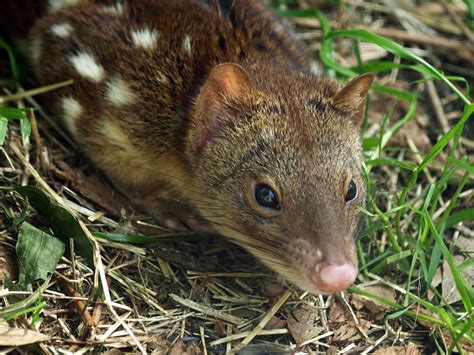 Spotted Tailed Quoll Zoochat