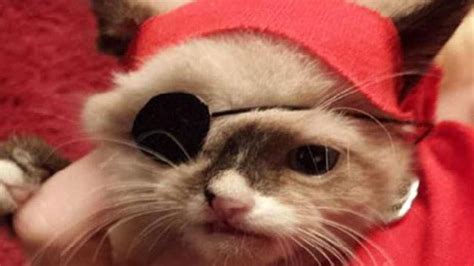 The 1960s Harvard Pirate Kitten Experiment A Closed Eye Goes Blind