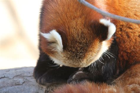 Smithsonian National Zoo Red Panda Tues 28 Feb 2012 4 Flickr