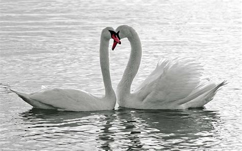 Animals Birds Swans Lakes Pond Water Reflection Love Romance Emotion