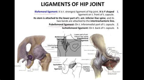 Hip Joint Anatomy Youtube