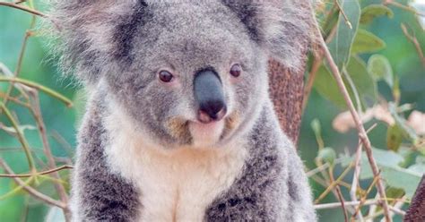 Images Of Koalas Female Koalas Are Able To Start Giving Birth To Baby