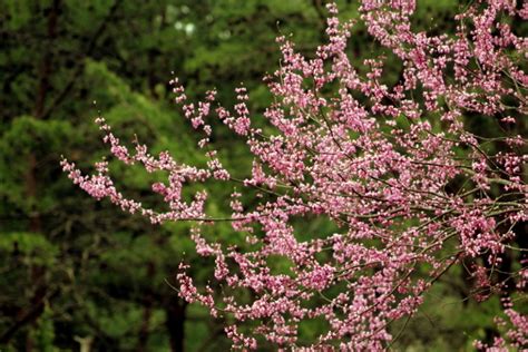 Pink Flowering Redbud Trees Guided Early Wva Settlers West Virginia