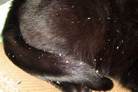 How To Get Rid Of Cat Dandruff Fauna Care
