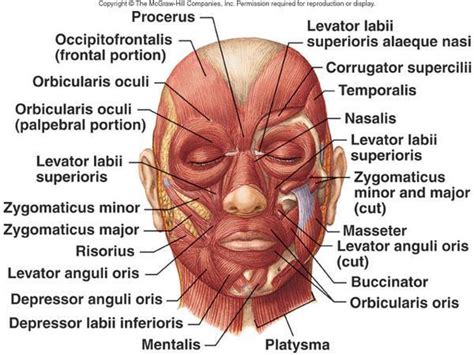Detail Anatomi Wajah Manusia Koleksi Nomer 14