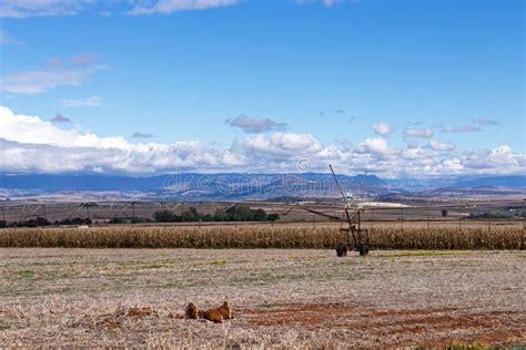 Golden Cold Dry Winter Landscape And Mountains Stock Photo Image Of