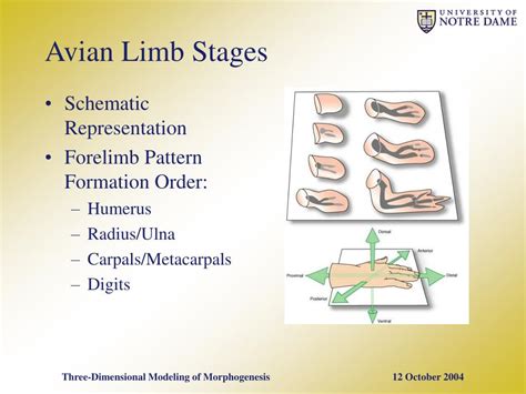 Ppt Three Dimensional Simulation Of Morphogenesis Powerpoint