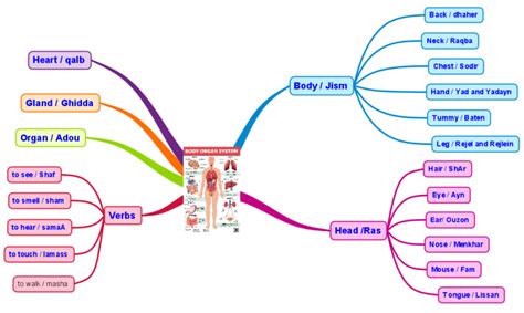 Anatomy Map Human Anatomy Imindmap Mind Map Template Biggerplate Images And Photos Finder