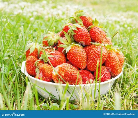 Large Strawberries On The Green Grass Stock Photo Image Of Ripe