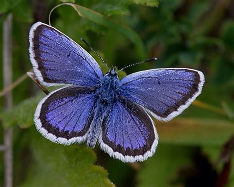 Holly Blue Holly Blue Beautiful Butterflies Butterfly Painting