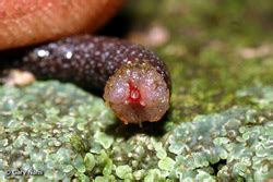 Salamander Behavior Thesalamanderspot Weebly Com