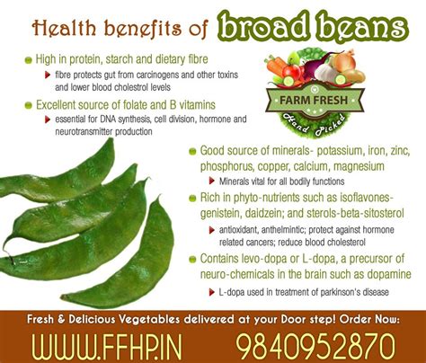 health benefits of broad beans beans nutrition beans benefits fruit benefits