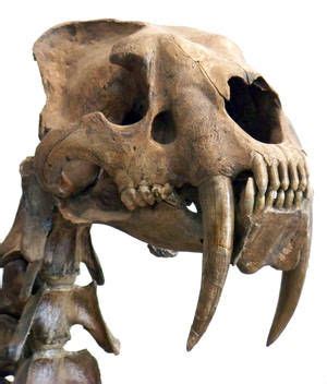 Saber Tooth Tiger Teeth Google Search Creatures Reference Extinct