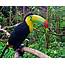 Toucan Parrot Bird Tropical 35 Wallpapers HD / Desktop And Mobile 