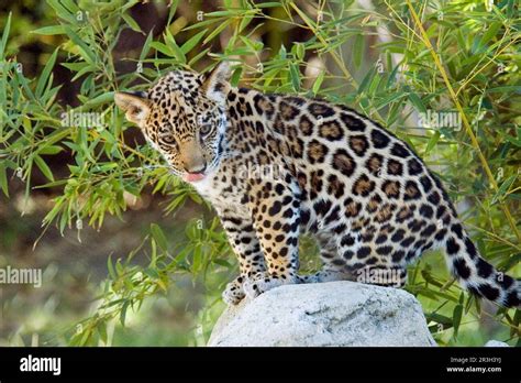 Jaguar Jaguars Panthera Onca Endangered Species Big Cats