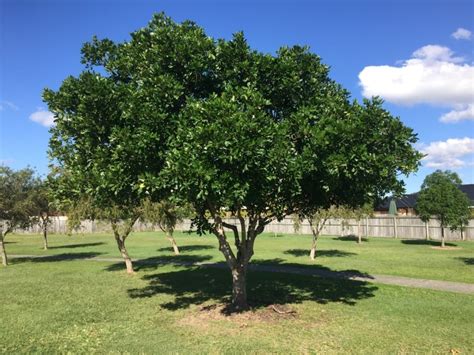 Tuckeroo Tree Arbor Operations