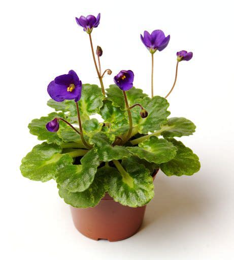 Marvelous Silk African Violets Balsam Hill Classic Blue Spruce