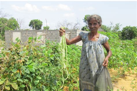 Un Habitat Sri Lanka Introducing Organic Home Gardening To Families