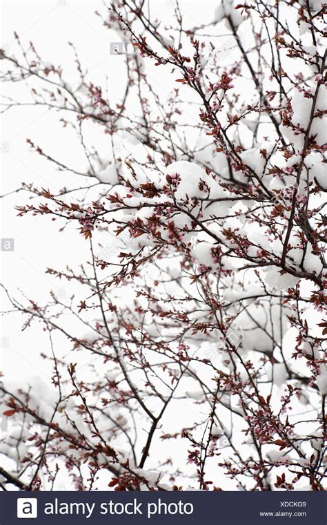 Germany Cherry Blossom Tree In Winter Winter Trees Blossom