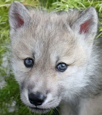 We did not find results for: Cute Wolf - Cute Wolf Zone Photo (16877337) - Fanpop