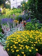 moonbeam coreopsis | La Jardinera Gardening