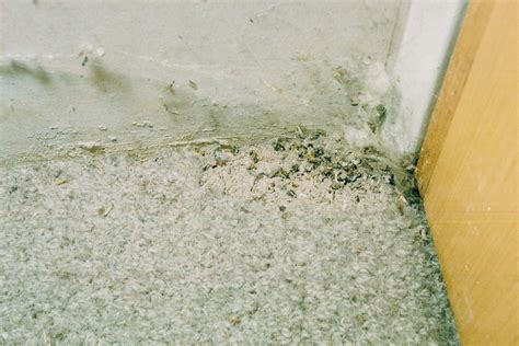 Moth Eggs On Ceiling Taraba Home Review