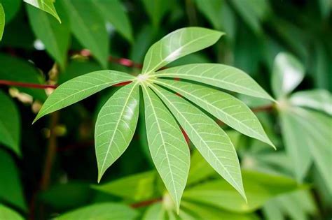 Manfaat Daun Singkong Dan Cara Mengolahnya Alodokter