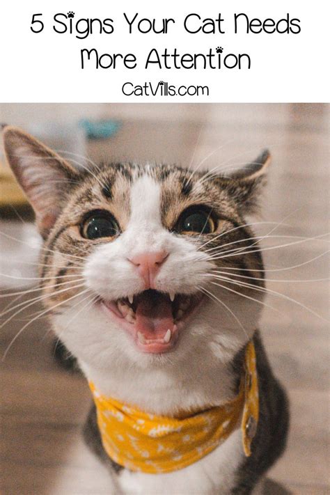 Do You Know The Signs Your Cat Needs More Attention Read On For 5 Ways