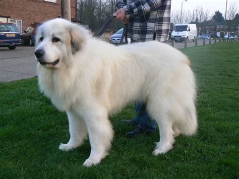 Pyrenean Mountain Dog Dogs For Stud Pets4homes Pyrenean Mountain
