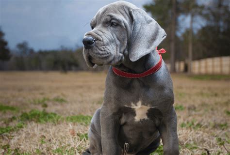 Great Dane Colors Everything You Need To Know Pawleaks