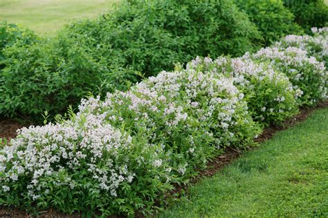 How To Plan A Flowering Hedge Proven Winners