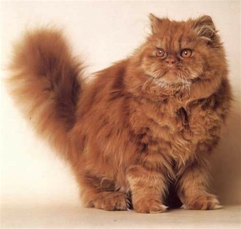 Check spelling or type a new query. Gordon : Male Orange Persian Cat Age: older than dust ...