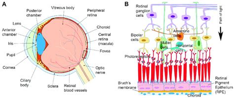 Anatomy Of The Eye And Arrangement Of Cells In The Retina And