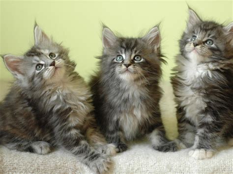 Facts About Maine Coon Cat