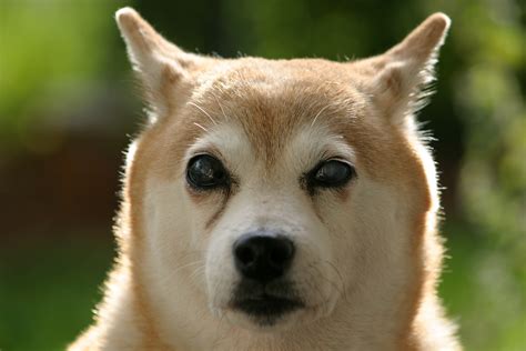 18 Interesting Facts About The Shiba Inu Dog