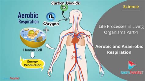 Aerobic And Anaerobic Respiration Life Processes In Living Organisms