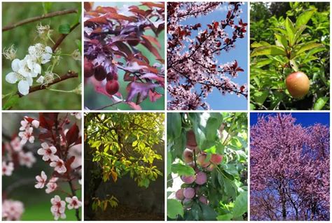 8 Best Plum Tree Varieties To Plant In Your Texas Yard
