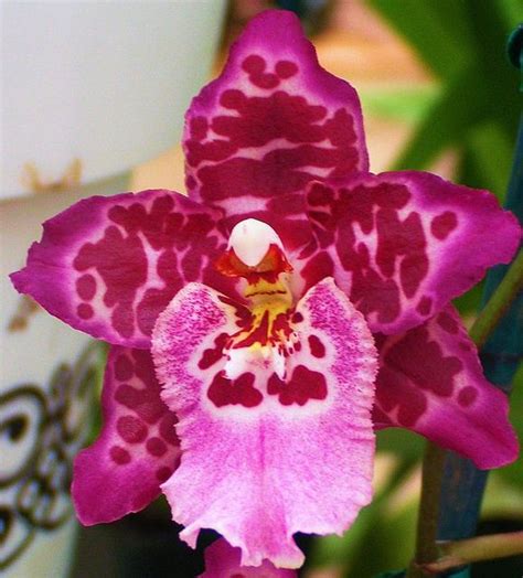 17 Best Images About Rarest Orchids In The World On Pinterest Orchid Flowers Slippers And Search