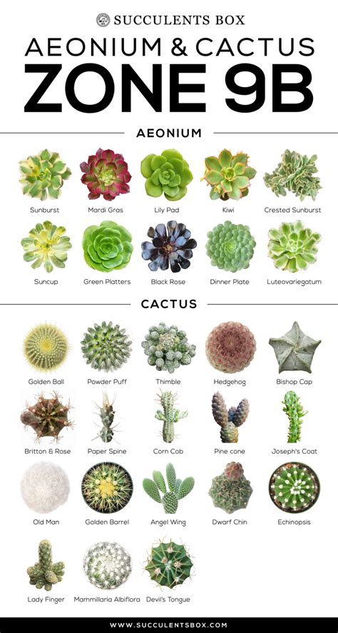 Choosing Succulents For Zone 9 California Florida And Arizona