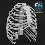 Ten of the twelve ribs connect to strips of hyaline cartilage on the anterior side of the body. Rib Cage : Anatomy Color Coded Lungs Inside Rib Cage 3d Illustration Stock Photo Download Image ...
