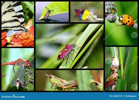 Dans Le Monde Des Insectes Image Stock Image 16355191