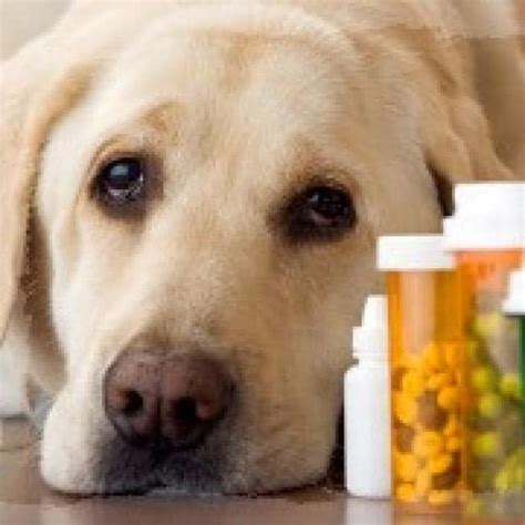 We did not find results for: How to Euthanize a Dog or Cat: DON'T Try This at Home | PetMD