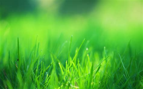 4k Green Grass Wallpapers High Quality Download Free