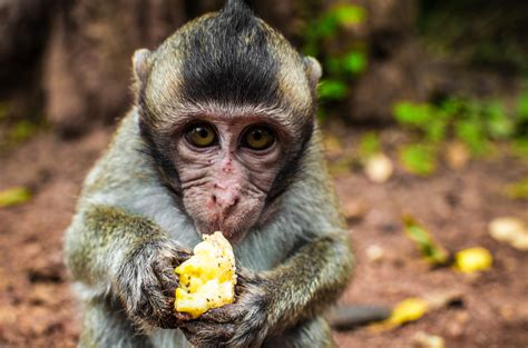 Cambodia Macaque Cheeky Monkey