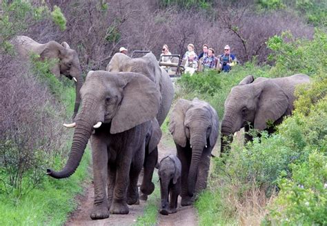 Thula Thula Private Game Reserve In Empangeni Kwazulu Natal
