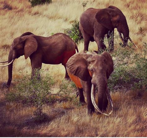 Super Tusker Elephants Saving The Last Of Africas Great Megafauna
