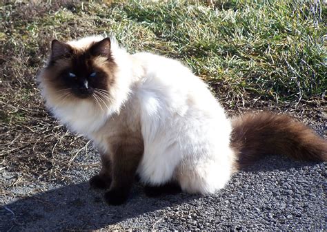 The Best Online Pets Info The Balinese Cat
