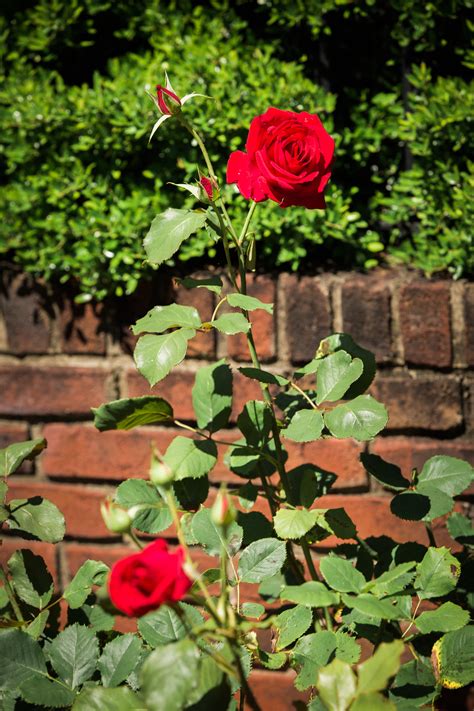 Red Rose Garden Images In Hd
