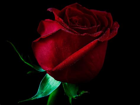 Red Rose On Black Background ·① Wallpapertag