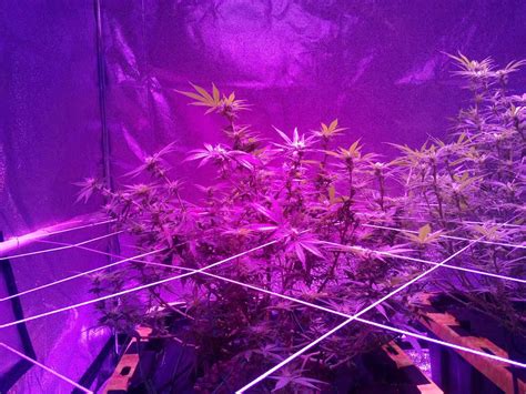 Best type of light for growing weed. Kind K5 XL1000 LED Grow Journal - 1.3 lb Harvest! | Grow ...